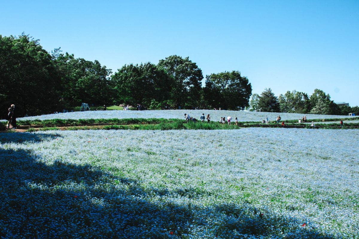 昭和記念公園　モネフィラ